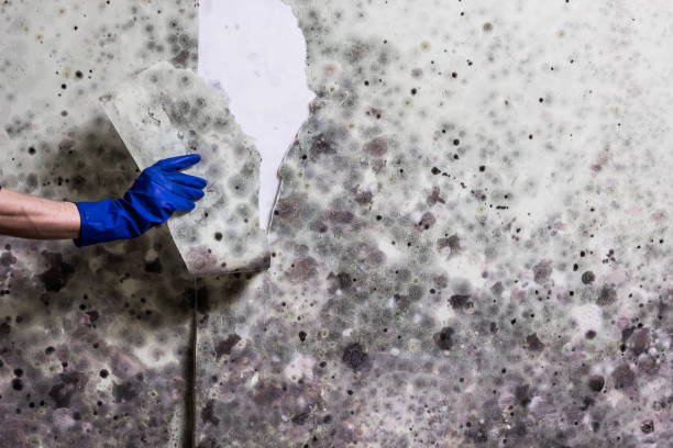 Trusted Decatur, AL Mold Remediation Experts